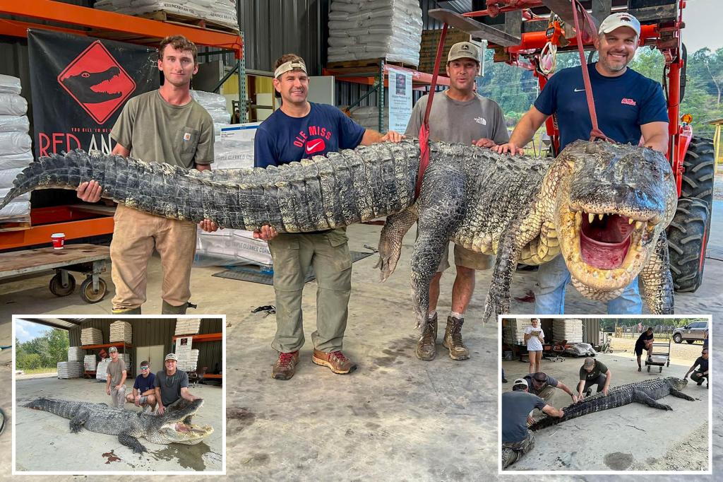 nypost's tweet photo. Later, gator: Record-shattering 800-pound ‘nightmare material’ alligator caught in Mississippi https://t.co/sG1nlUXVgd https://t.co/6paOLJdfCB