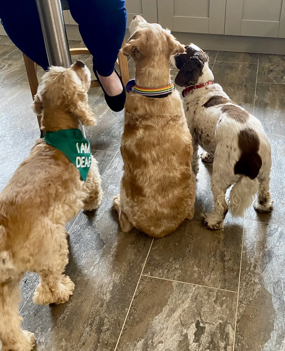 SpanielsSuper's tweet image. Adoration of the HuSis
#WeLoveYouSoMuch
#MorePlease