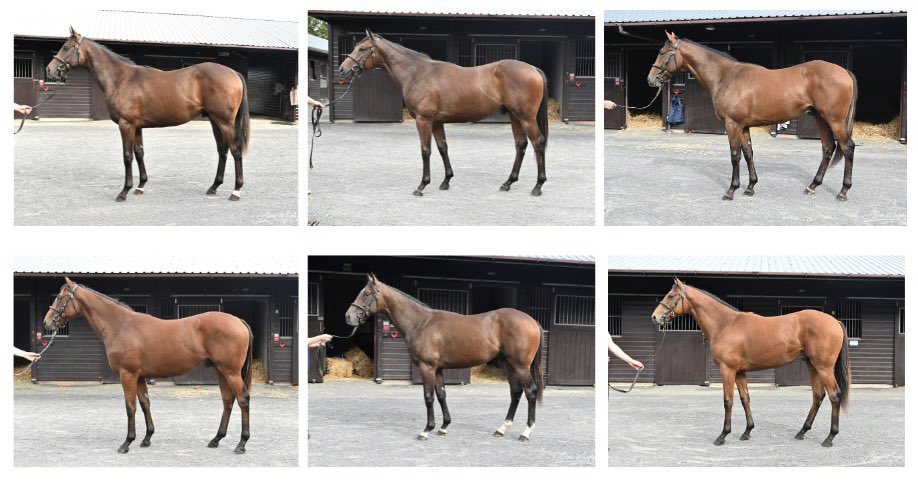 Rathbarry & Glenview (@rathbarrystud) on Twitter photo ๐จ Donโt miss our draft of 6๏ธโฃ strong colts on offer <a href="/GoffsUK/">Goffs UK</a> by sires ๐ฒ๐๐
๐ ๐ฉ๐๐๐, ๐ฑ๐๐๐๐ ๐ฎ๐๐๐๐๐๐๐
& ๐ซ๐๐๐
๐ ๐ด๐๐. #donnyrockets ๐
Call down to Boxes B89-B96.
Full videos & photos for each lot are available online goffs.com/sale/UK/premieโฆ ๐จ Donโt miss our draft of 6๏ธโฃ strong colts on offer <a href="/GoffsUK/">Goffs UK</a> by sires ๐ฒ๐๐
๐ ๐ฉ๐๐๐, ๐ฑ๐๐๐๐ ๐ฎ๐๐๐๐๐๐๐
& ๐ซ๐๐๐
๐ ๐ด๐๐. #donnyrockets ๐
Call down to Boxes B89-B96.
Full videos & photos for each lot are available online goffs.com/sale/UK/premieโฆ