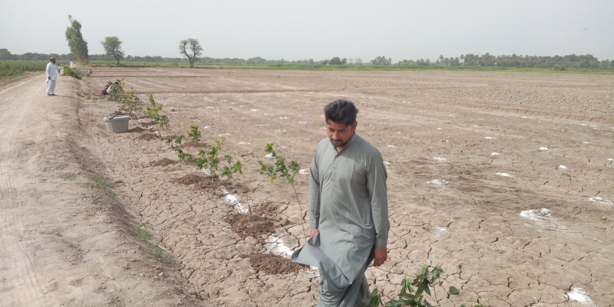 naveed_katohar's tweet photo. 28/08/2023
Plantation of different types of fruit trees in #Surface_soil, #Sub_surface, #Pots & #Mulching method, under Salinity controlled soil.
@Manzoor92131601 @JabbaSoilLabs @ModernAgUpdates @FAO @FatehMari @BBhuttoZardari @EngrSaeedAhmed8 https://t.co/g92SH6nrHD