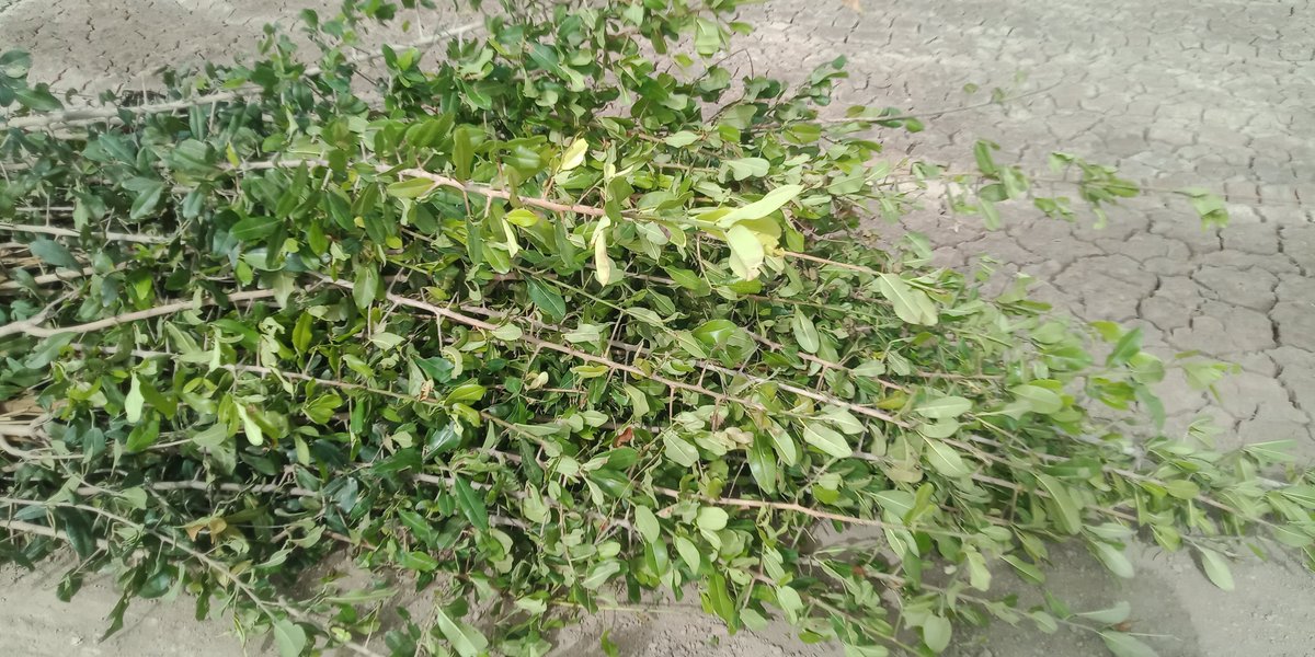 naveed_katohar's tweet photo. 28/08/2023
Plantation of different types of fruit trees in #Surface_soil, #Sub_surface, #Pots & #Mulching method, under Salinity controlled soil.
@Manzoor92131601 @JabbaSoilLabs @ModernAgUpdates @FAO @FatehMari @BBhuttoZardari @EngrSaeedAhmed8 https://t.co/g92SH6nrHD