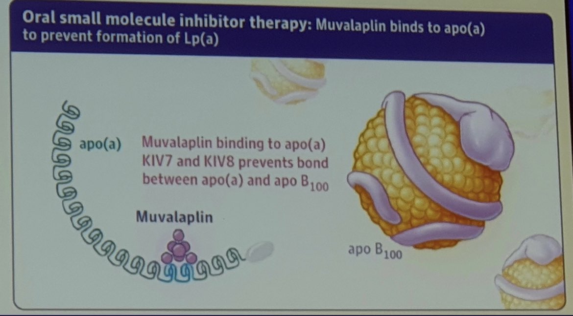 What a privilege to present the first human data for #Muvalaplin an oral #Lp(a) disrupter on behalf of the team ⁦@EliLillyandCo⁩ ⁦@MonashVHI read more at ⁦@JAMA_current⁩