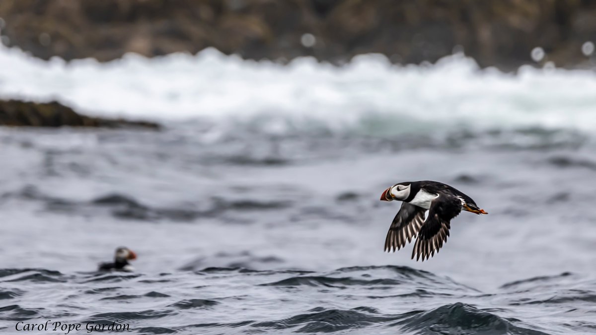 Good morning! Time to fly into a new week. It might as well be with an Atlantic Puffin. 
#Mondaymorning  #Maine #birdphotography #NaturePhotography