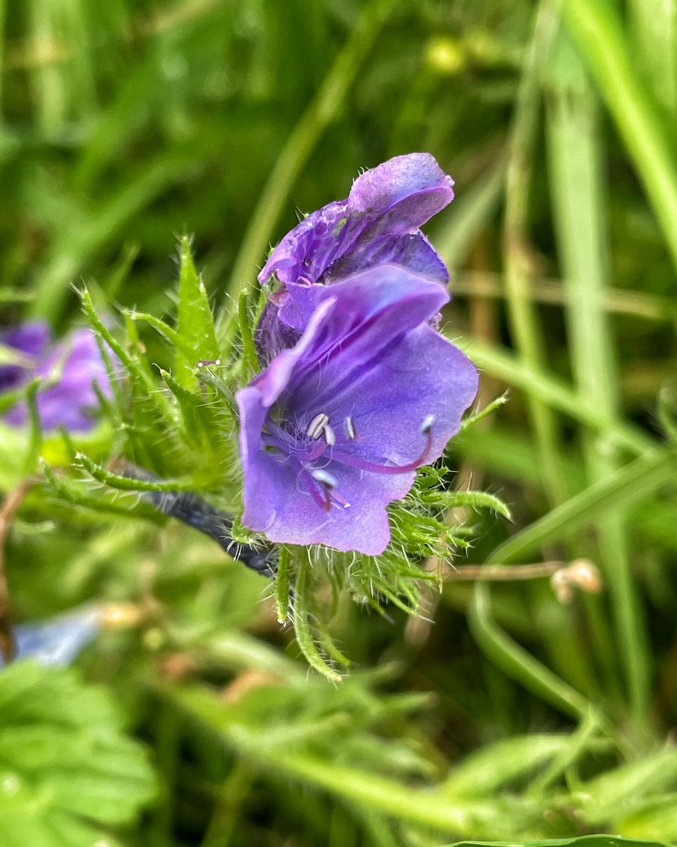 Chris_Lansdell's tweet photo. If I’m not mistaken this is Purple Viper’s Bugloss and I’m at a loss to understand how it ended up at Roydon Fen in South Norfolk! It normally only occurs near Lands End! #naturalised @BSBIbotany @wildflower_hour https://t.co/Rf5K099kw9