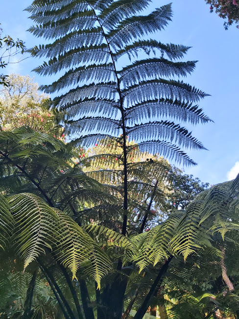 May your #BankHoliday skies be like this today, whether you are tackling those end of summer gardening jobs or enjoying your outdoor spaces 🌴 💙 🌴 (If your skies are grey, we hope this cheers you up!) #CornwallGardenSociety #CGS #Cornwall #WhateverTheWeather