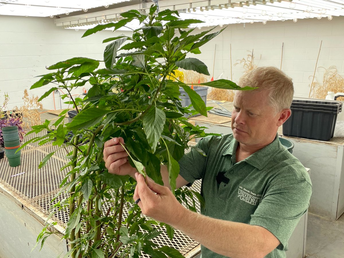 Ontario has a new weed — Palmer Amaranth has been confirmed in #ontag. <a href="/cowbrough/">Mike Cowbrough</a> tells us about the find &amp; shares tips to ID &amp; manage the weed on #Soybean School <a href="/realagriculture/">RealAgriculture</a> <a href="/BASFAgSolutions/">BASF Canada Agricultural Solutions</a>  <a href="/syngentacanada/">Syngenta Canada</a> <a href="/PRIDESeeds/">PRIDE Seeds</a> tinyurl.com/3ac8vmyh