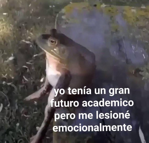 Pettly - animales bonitos tweet media