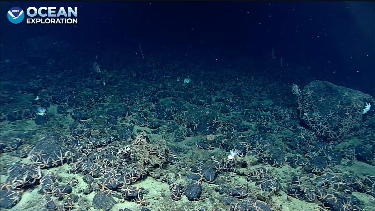 KBYip's tweet image. So many #echinoderms. #Seastars, #BrittleStars, #SeaCucumbers all trying to hide the first signs of vesicular basalt.
604m Surveyor Seamount  #okeanos #SeascapeAlaska