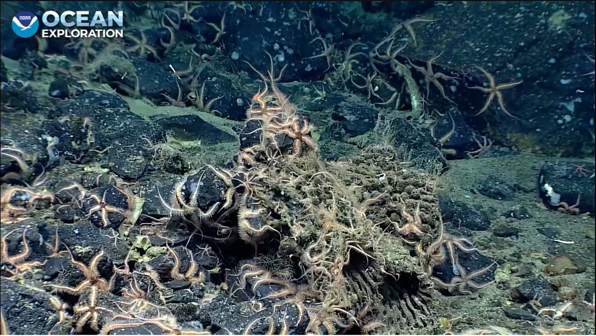 KBYip's tweet image. So many #echinoderms. #Seastars, #BrittleStars, #SeaCucumbers all trying to hide the first signs of vesicular basalt.
604m Surveyor Seamount  #okeanos #SeascapeAlaska