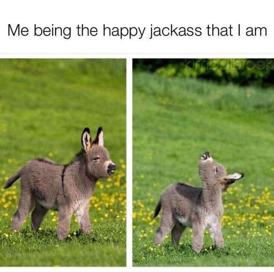 WholesomeMeme's tweet photo. https://t.co/ZGxz6Dq9CP