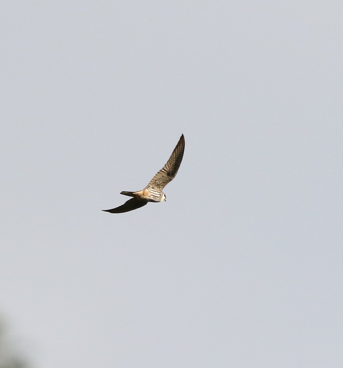This Hobby was my second in a week on my local patch class birds <a href="/DurhamBirdClub/">Durham Bird Club</a> <a href="/Natures_Voice/">RSPB</a> #birding #birdphotography #raptors #birdsofprey #patchwork