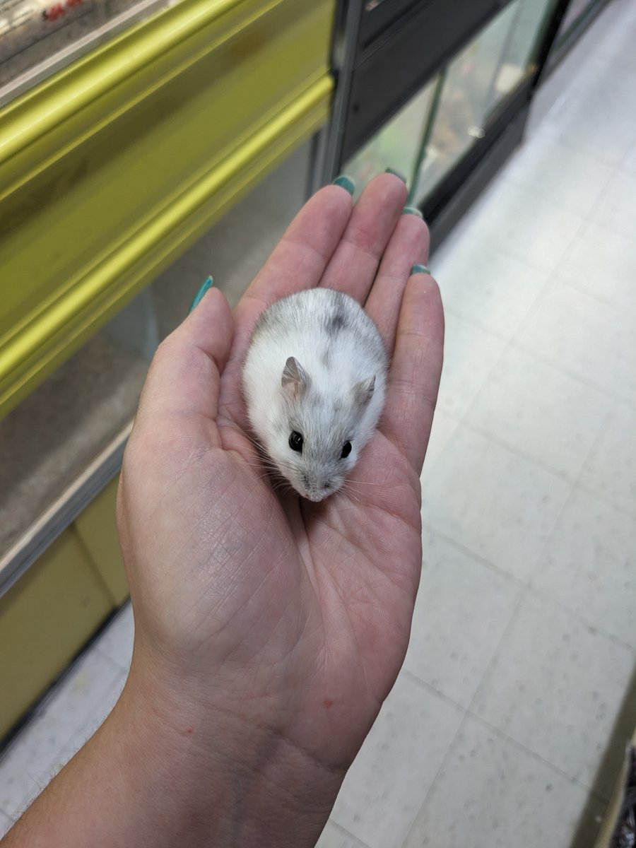 We feel like Snow White when bonding with a winter white dwarf hamster baby. ❄️🍎

📍3145 Portage Ave., Winnipeg

#hamster #winterwhite #dwarfhamster