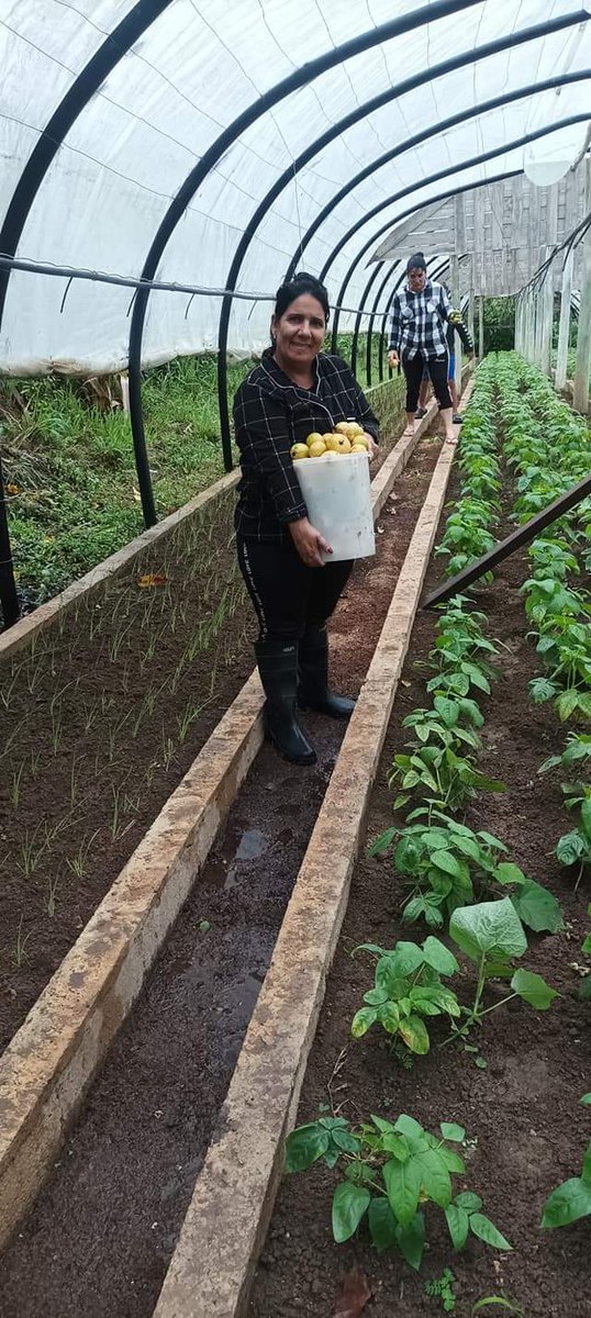 CamGuanePinar's tweet photo. #Guane // 🇨🇺 Desde  La Mypime La Solución se esfuerzan sus trabajadores y familiares bajo la lluvia para proteger  los canteros de su Organopónico que garantizarán la siembra rápida de estas hortalizas al pasar el evento hidrometeorológico
#CAMGuane
#SoberaníaAlimentaria https://t.co/Y3eyi9TBTh