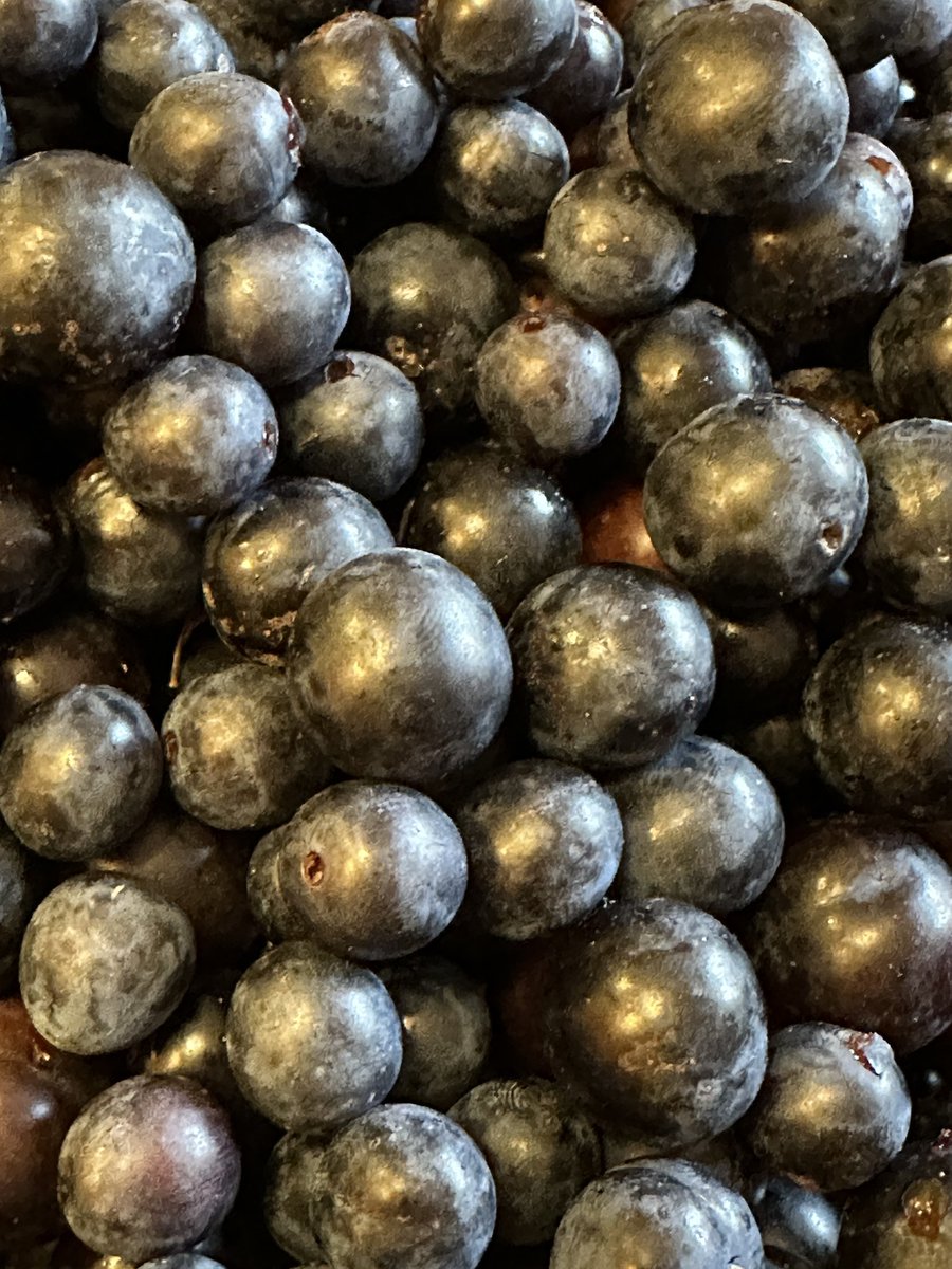Huge, juicy sloes. Picked a few more than we should have, lots of gin required!
#sloegin