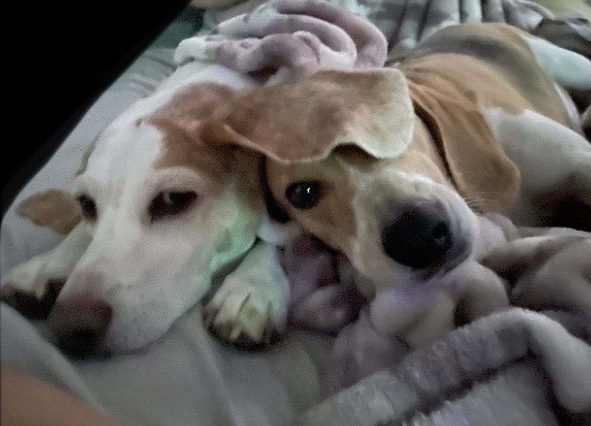 MsMagnifisent's tweet photo. My two cuties https://t.co/NJ213vJli4