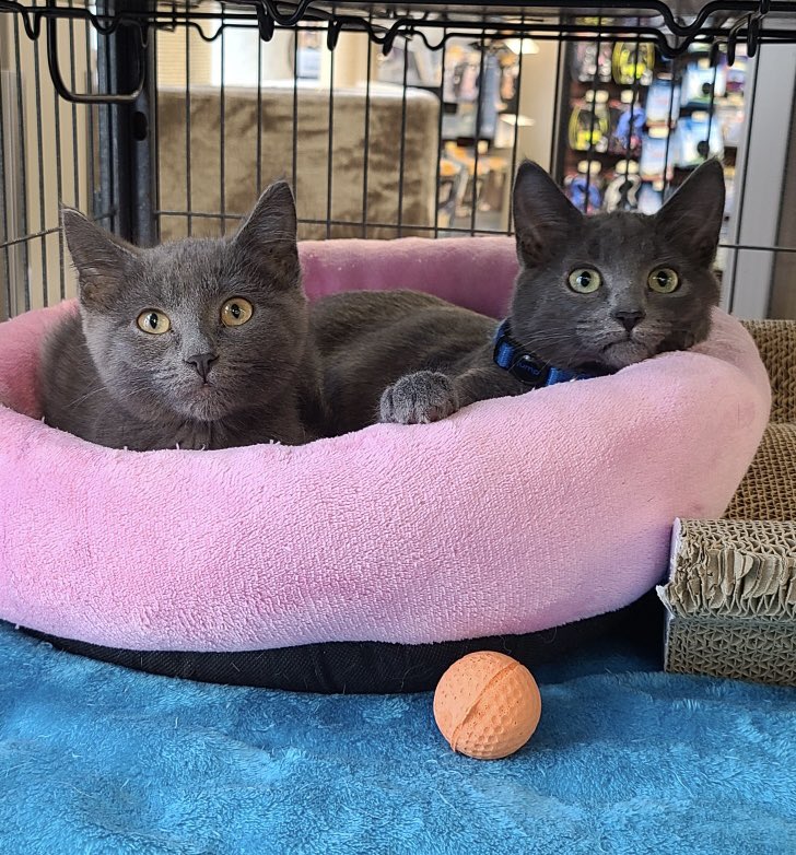 Today’s dose of cuteness brought to you by Atwood and Rowling of Little Cats Lost (Trap-Neuter-Return) Society fame 😻😻!
These kittens are available for adoption and are hanging out with us at the store until they find their forever home. 
#yegadopt #catadoptions #AdoptDontShop
