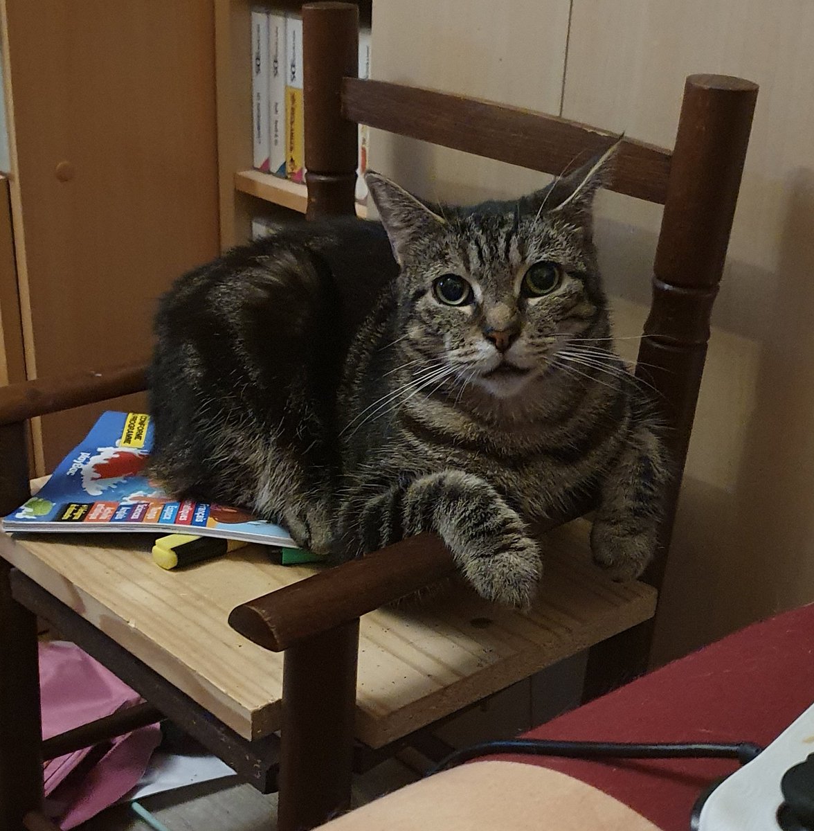 🐈 Saki / Mineko 🐈 tweet media