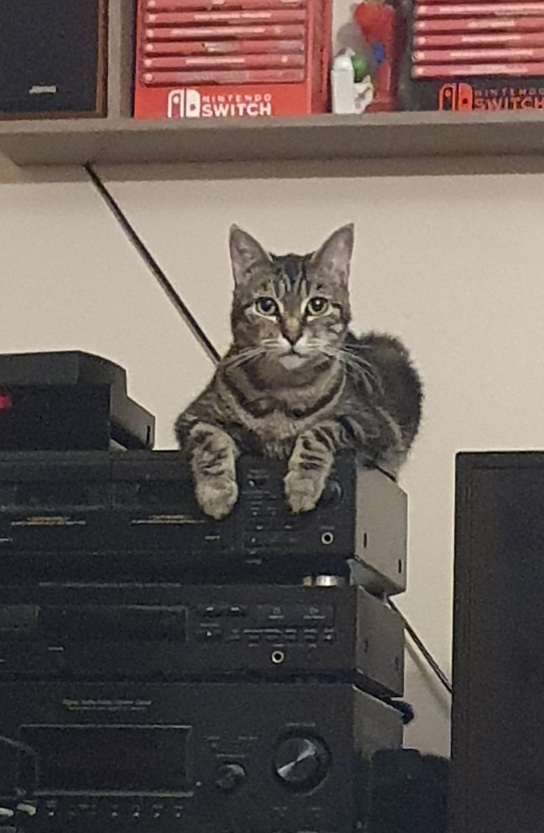 🐈 Saki / Mineko 🐈 tweet media