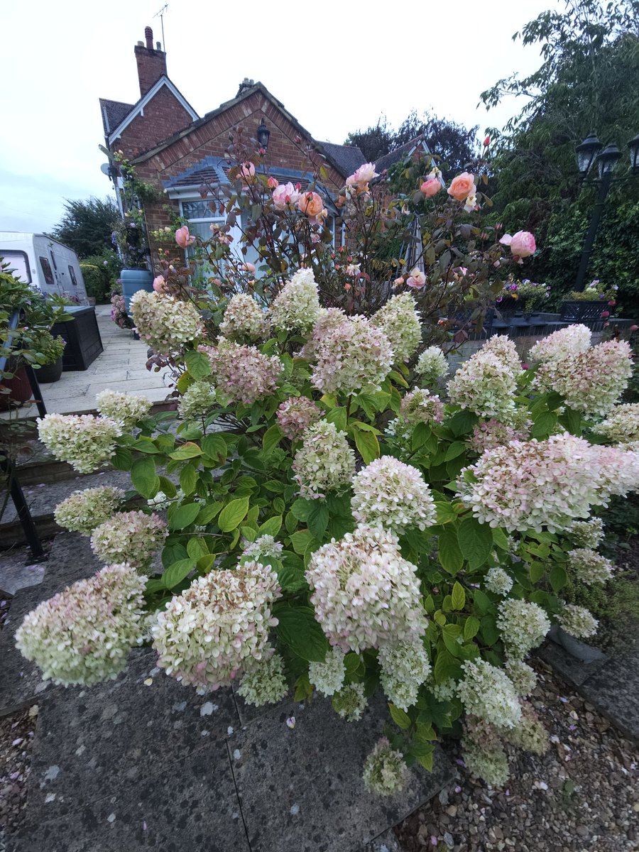 #HydrangeaMonday it is hard to believe how well this one is doing by the kitchen window, in a pot! 5 feet and exploding with big blooms