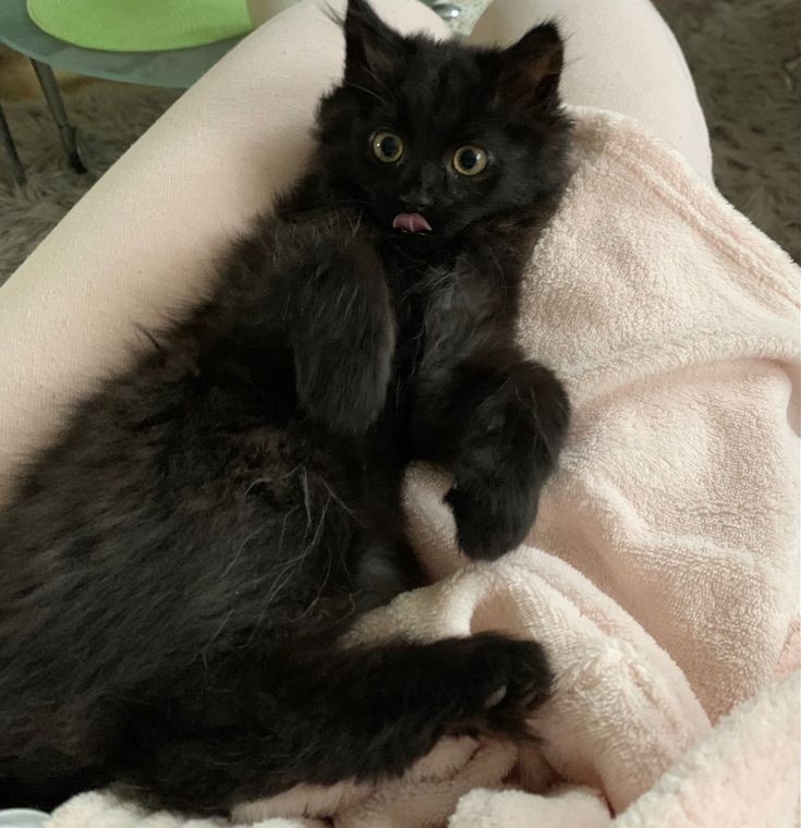 vernonascats's tweet photo. he's tiny tiny https://t.co/XFMma6JINq