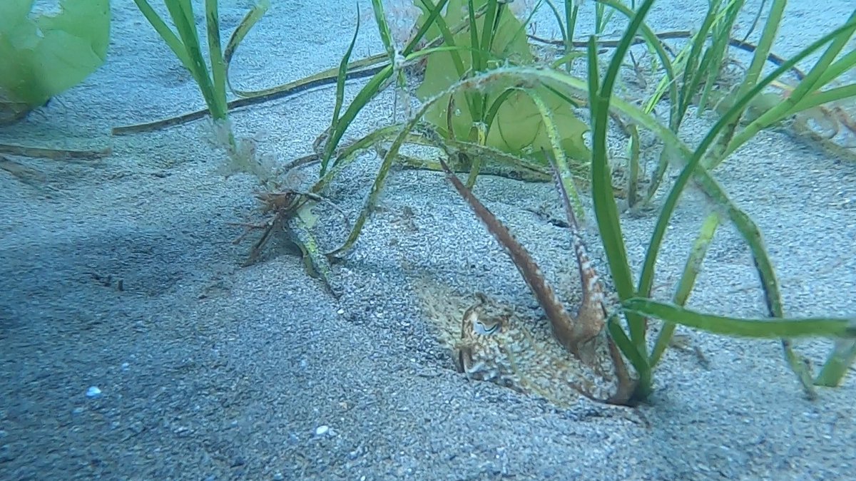 cuttle_cons's tweet photo. Have you seen any cuttlefish recently? 👀 You can report your sightings to #ProjectSEPIA to help build a database about cuttlefish ecology and behaviour in the UK! 💻
Thanks to Holly Thorne for submitting this picture! 📸
Submit your sightings here: https://t.co/asc441J3a6 https://t.co/5TsagUQXeO