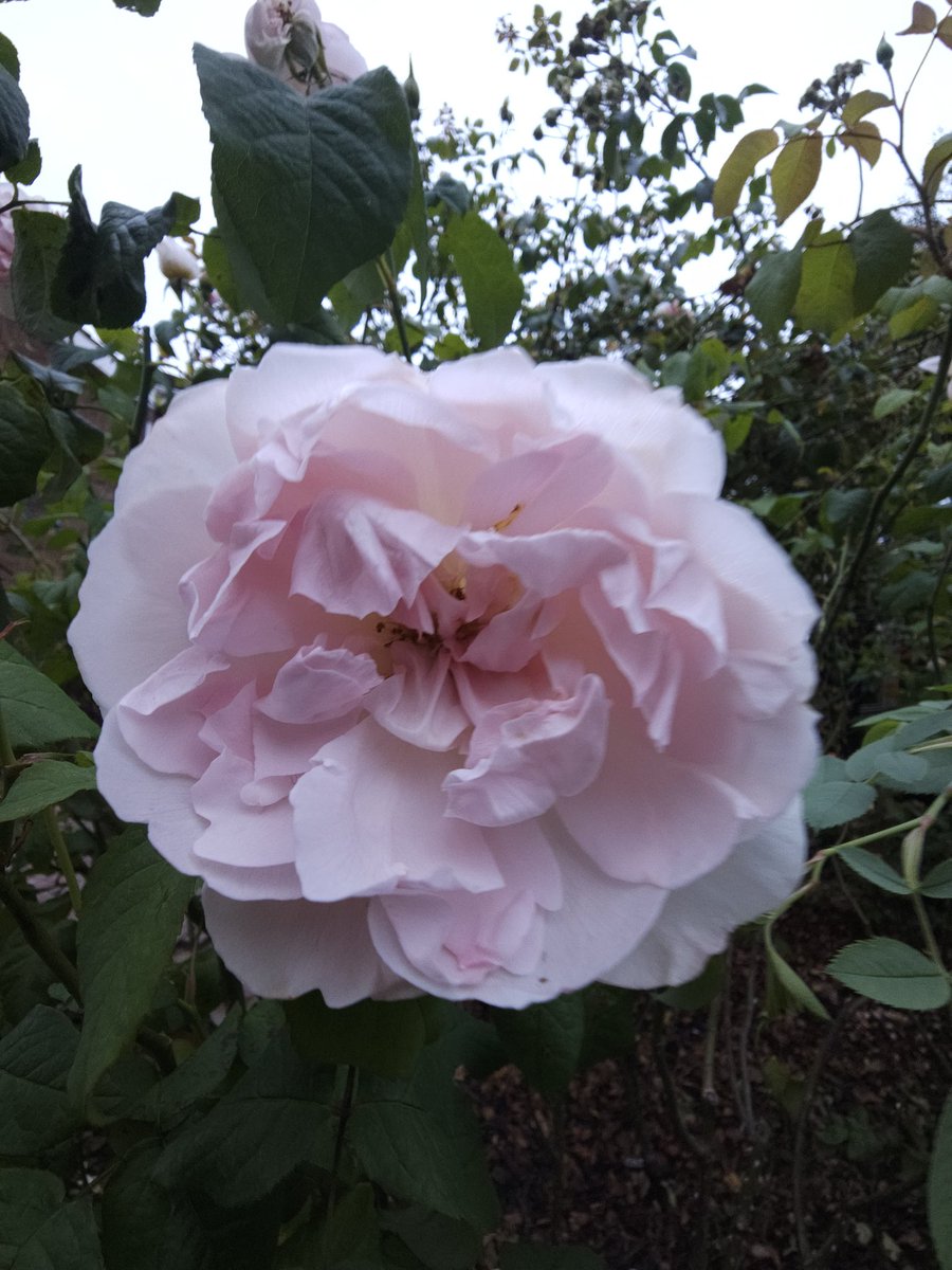 #Roses just a few beautiful roses for the evening stroll.