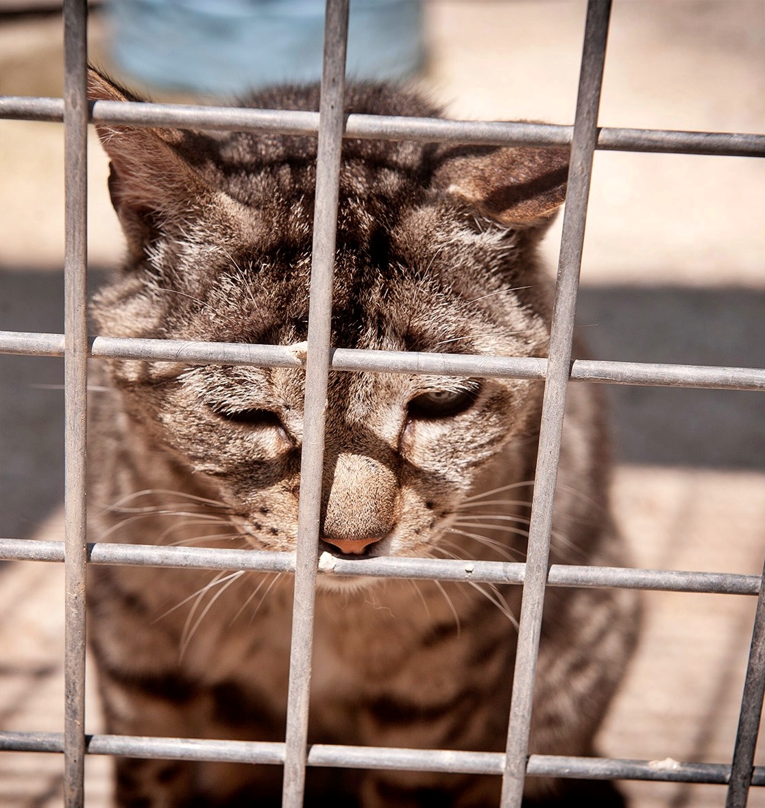SosAbuelos1's tweet photo. #OURENSE
Realmente no sé cómo lograr que alguien quiera darle una oportunidad a  #ZEN, (el gatito más viejo que tenemos) Nunca ha sido adoptado, ha sobrevivido a todos los demás.

Posiblemente, sea el más sociable, el más bueno, pero el que ni dios ve cuando viene a adoptar... Porque es viejo!!

Zen necesita vivir en una casa sin gato grande o dominante, porque no puede acostumbrarse a ellos.
Pero Zen es sociable con perros, le gustan.
Zen es un gato especial y por eso hay que quererlo

988212939 // progapeourense@hotmail.com