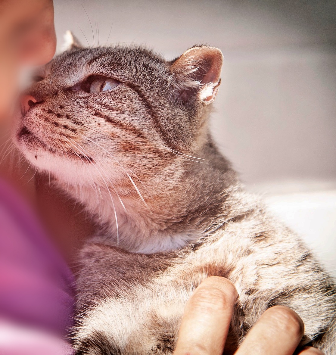 SosAbuelos1's tweet photo. #OURENSE
Realmente no sé cómo lograr que alguien quiera darle una oportunidad a  #ZEN, (el gatito más viejo que tenemos) Nunca ha sido adoptado, ha sobrevivido a todos los demás.

Posiblemente, sea el más sociable, el más bueno, pero el que ni dios ve cuando viene a adoptar... Porque es viejo!!

Zen necesita vivir en una casa sin gato grande o dominante, porque no puede acostumbrarse a ellos.
Pero Zen es sociable con perros, le gustan.
Zen es un gato especial y por eso hay que quererlo

988212939 // progapeourense@hotmail.com