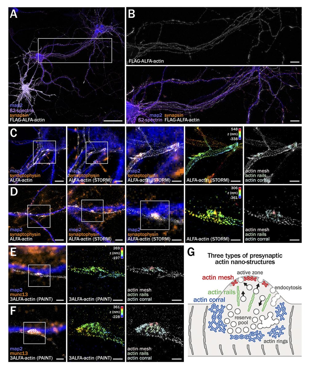 JCellBiol's tweet photo. Image shows #actin mesh, rails and corrals are present in natural presynapses. From Dominic Bingham @dombingham, Marie-Jeanne Papandréou, Christophe Leterrier @christlet et al. @inp_marseille: https://t.co/vlN82jGZj8
@Dr_majio 
#Cytoskeleton #Neuroscience #Polarity #Microscopy https://t.co/1KKNRPgFmr
