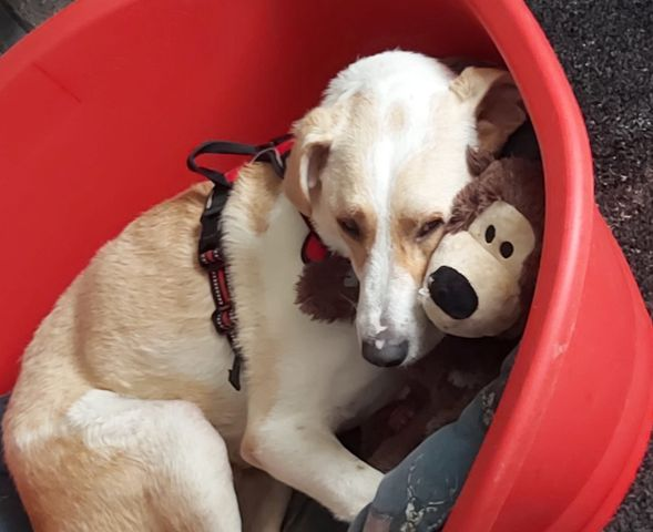 Here is Tommy, currently in Foster in Scotland, would love a home to go to. He is around 20 months old, and has lived all his life in the shelter. 
Please check our website for details of him and fill out an enquiry form
dnvsaveanimals.com/?p=574
#k9hour #teamzay