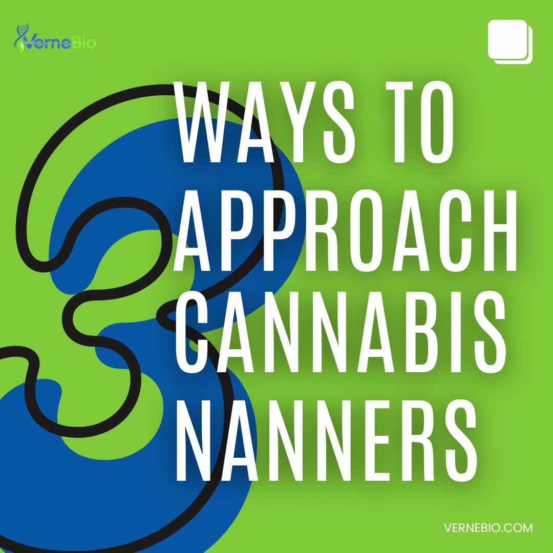 VerneBio's tweet photo. Have you heard of #nanners ? They're extended yellow green growths on your cannabis buds and can happen when your grows are under stress or poor genetics.
#vernebio #cannabis #hemp #cannabisindustry #cannabiscommunity #cannabisfriendly #bananas #genetics #biotechnology https://t.co/4KBgUQrs68