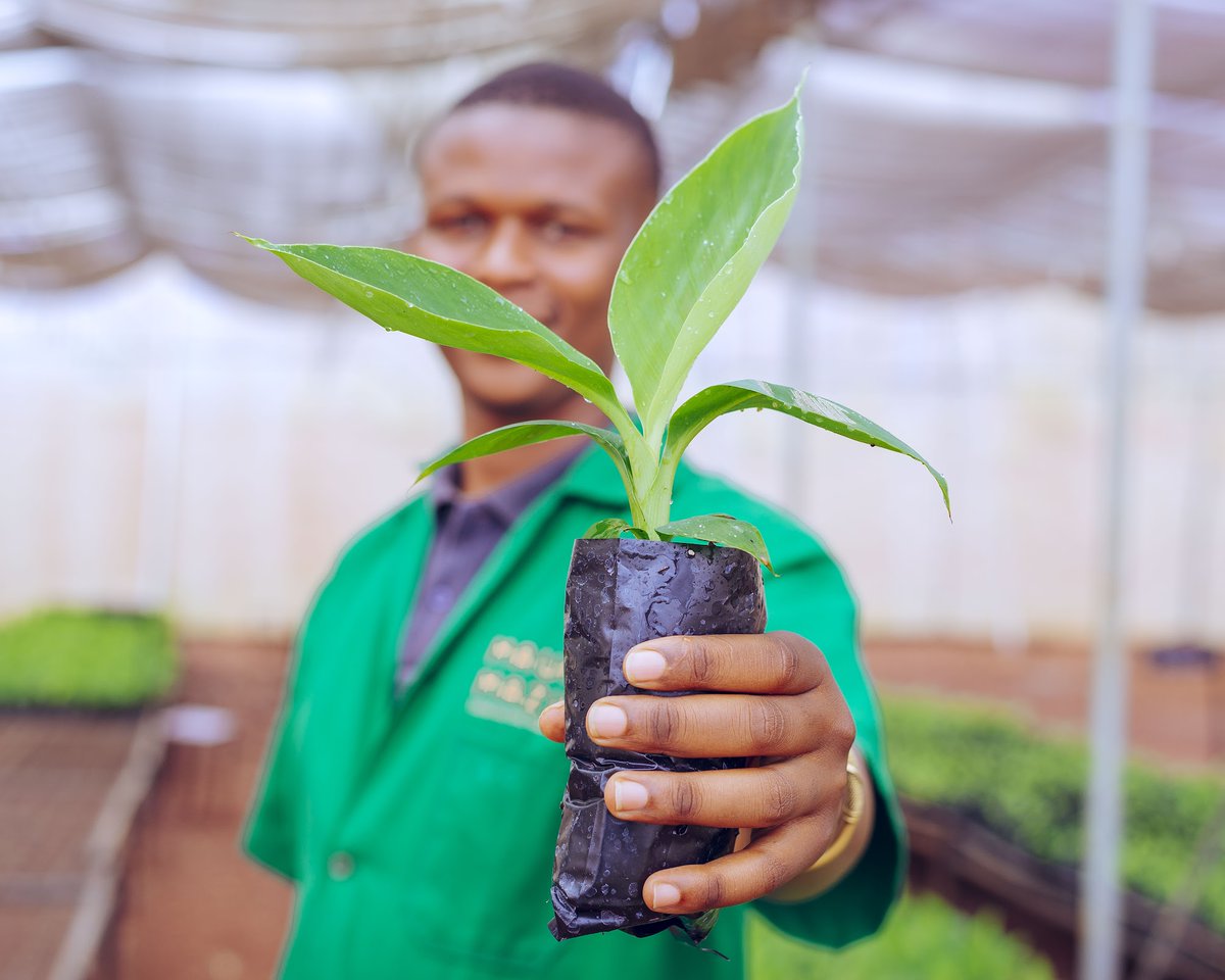 mauamazuri_tz's tweet photo. Uhakika wa Mavuno Bora na Miche iliyozalishwa kwa Teknolojia ya Tissue Culture!
Miche hii Hukua kwa Mlingano na pia Haipati Magonjwa.
"Weka Oda yako sasa ufaidike na miche bora ya Ndizi na Matunda"
#tissueculture #micheyamigomba #kimalindi #bananabusiness #kilimobiashara https://t.co/2UeIwQisIX
