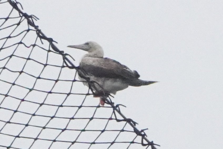 lizardschwartz's tweet photo. The most insane moment of my birding life. Travelled to Scilly to see a Red-footed Booby and it turns out when we get there that there's ONLY ANOTHER FLIPPING BOOBY SPECIES ON THE LIGHTHOUSE TOO. Absolutely bonkers stuff. Unreal. 🤯 #TwoBoobies #FullRack #MaybeDontClickThose https://t.co/wsJPT9VvDl
