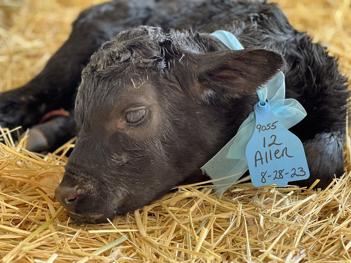 NYAnimalAg's tweet photo. Our next Host Farm, Pine Hollow Dairy, arrived last night and our first calf was born at 1:30am today! Meet Allen, a 96 lb. bull calf. He makes number 12 for the 2023 Birthing Center! #UdderMiracles https://t.co/vdruSOZ0Fh