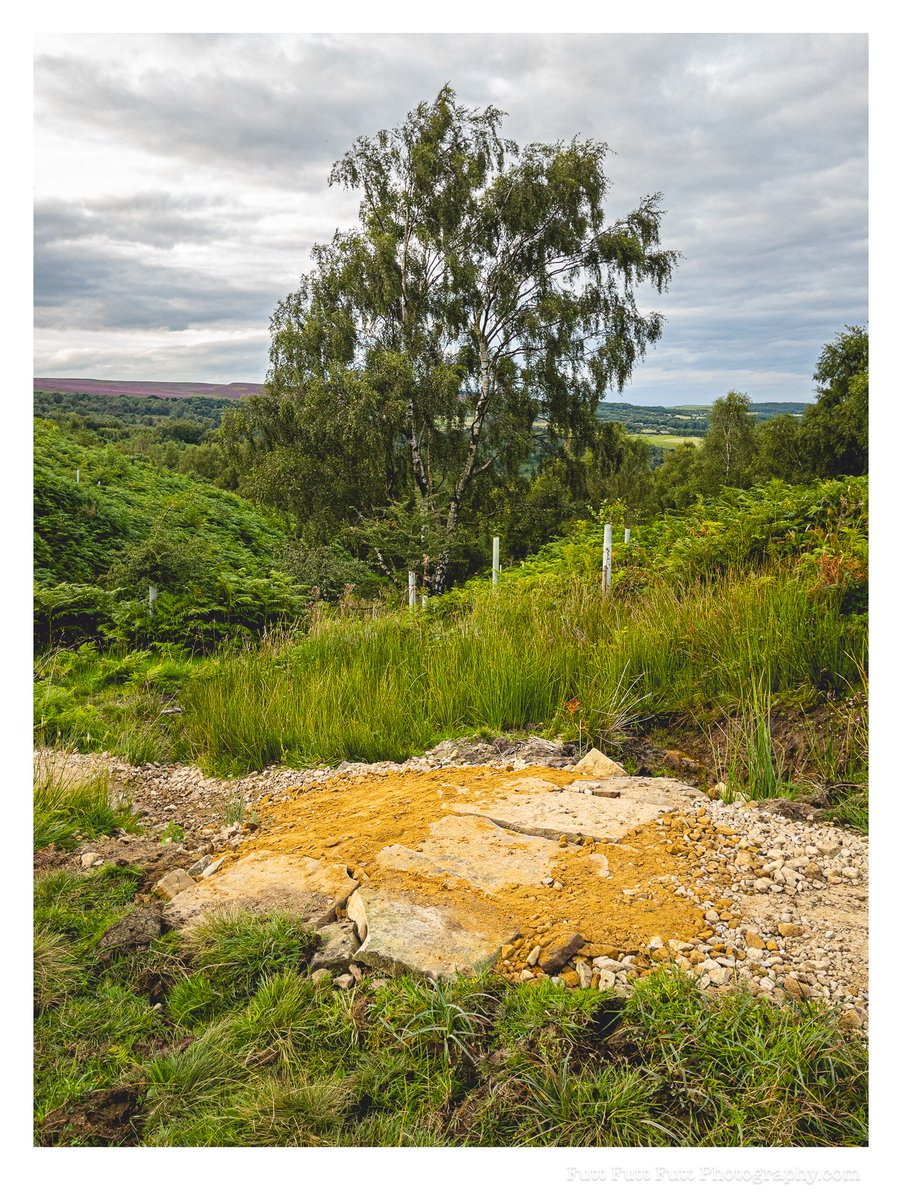 The <a href="/ridesheffield/">Ride Sheffield</a> trail team doing some trail titivation and tree planting on Wimbleholme Hill along with @eastern_moors partnership.

<a href="/theoutdoorcity/">The Outdoor City</a> <a href="/CycleSheffield/">CycleSheffield</a> <a href="/trashfreetrails/">Trash Free Trails</a> <a href="/WeAreCyclingUK/">Cycling UK</a>