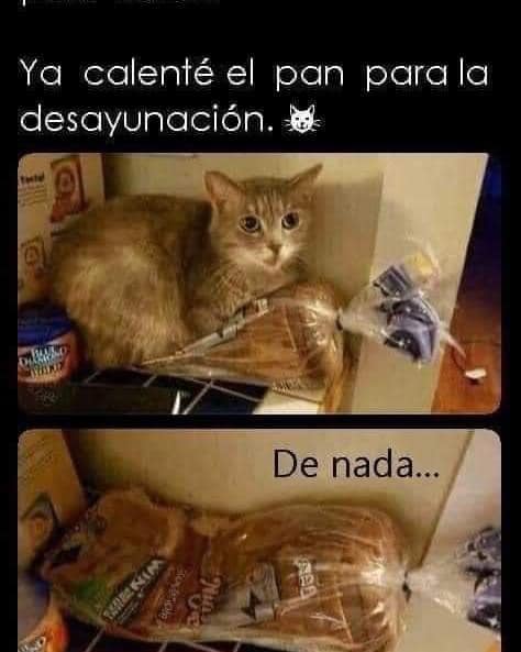 🐱Gracias🤣

#AsistenciaEcológica #BuenosDias #FelizSemana #FelizInicioDeSemana #FelizDiaParaTodos #FelizLunesATodos #memes #memesdaily #memesespañol #memesdivertidos #gatos #gatoslindos #gatosgraciosos #postres #postressaludables #michis #michismemes #Siguenos #SIGUENOSYCOMPARTE