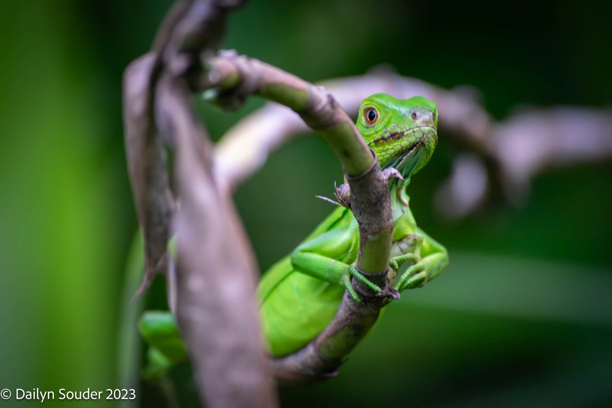 DailynSouder's tweet photo. Found a little lizard friend behind my house . Did I mention I moved to Costa Rica?? https://t.co/0t8J3irnRy