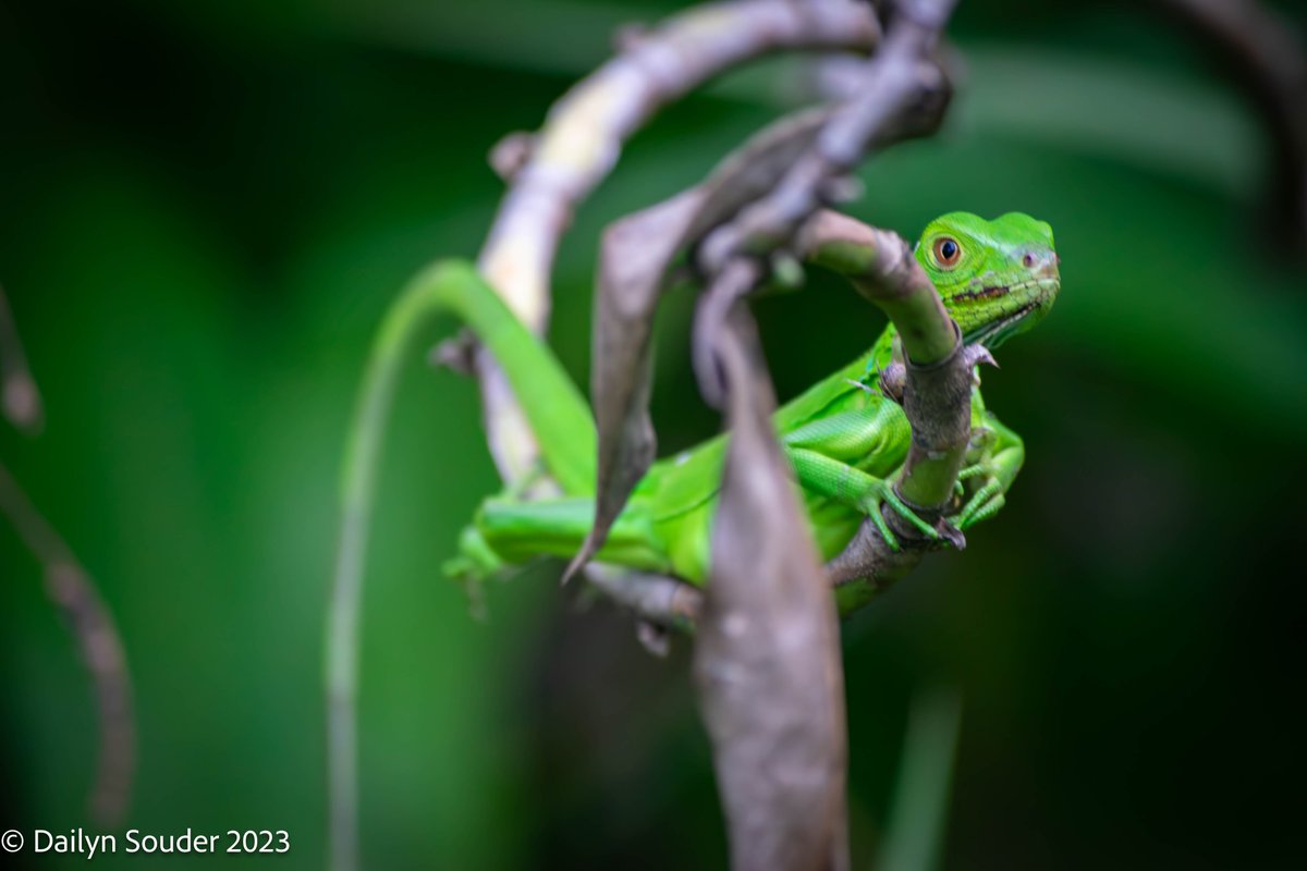 DailynSouder's tweet photo. Found a little lizard friend behind my house . Did I mention I moved to Costa Rica?? https://t.co/0t8J3irnRy