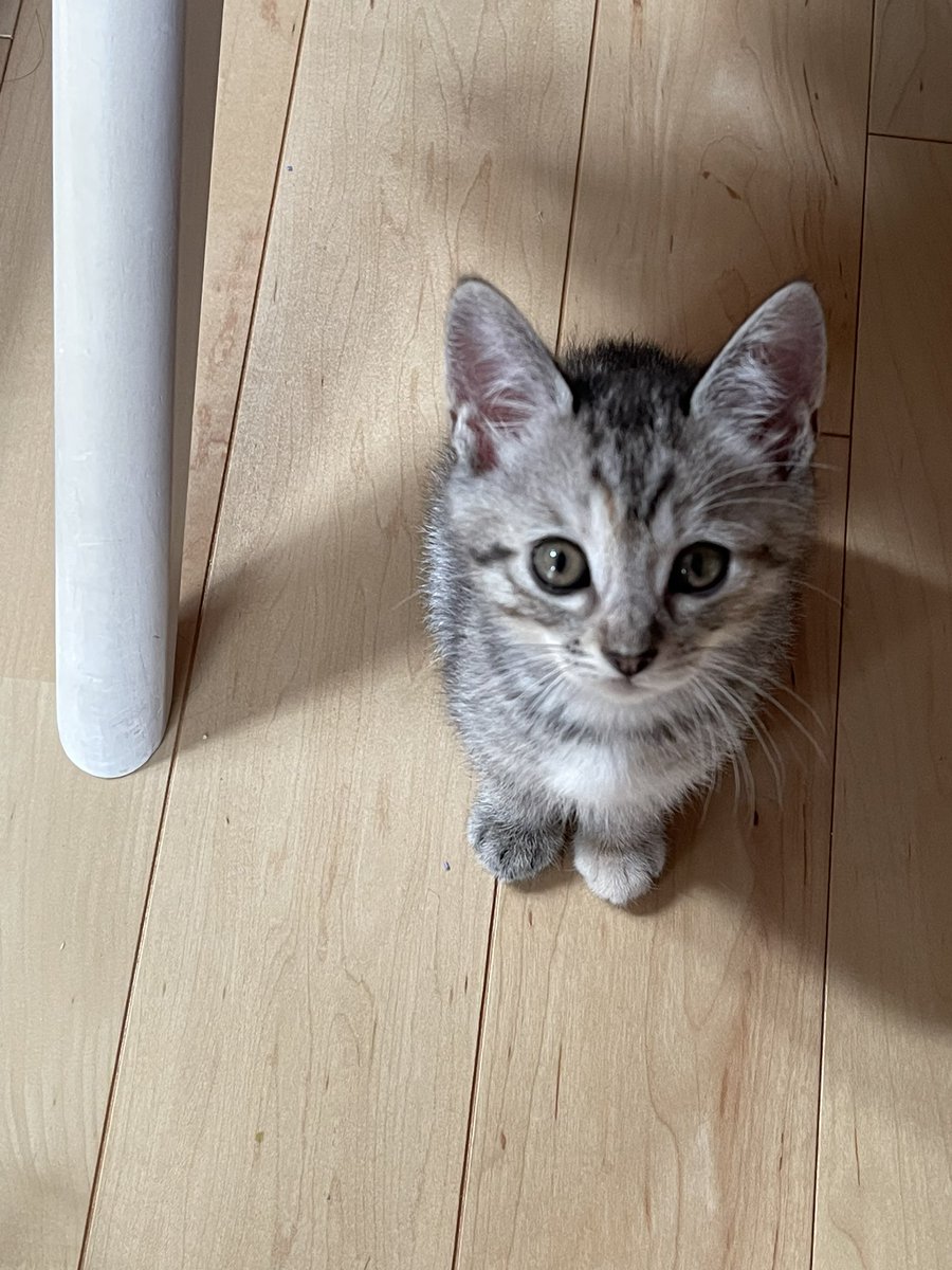 hide5117's tweet photo. 今日のタマ🐈
＃ねこ好き https://t.co/2P9Cip7fk3