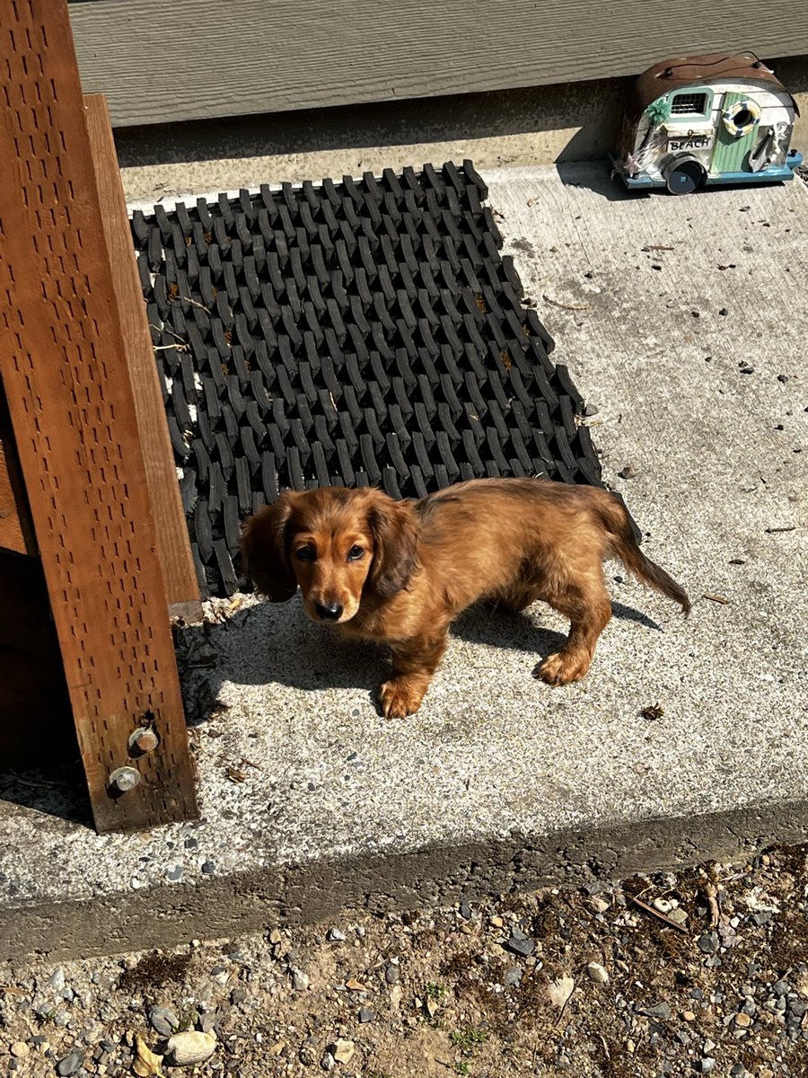 MI_Chiropractic's tweet photo. Hi I am Dr Rusty. I am so excited for My first shift at Mercer Island Chiropractic. Come down and meet me today. I specialize in kisses cuddles and love. https://t.co/Jh6VWoNp6c