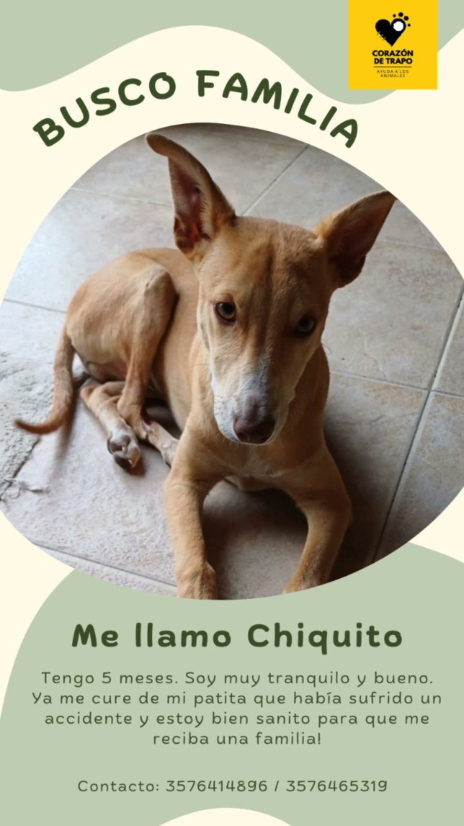 CorazonDeTrapo3's tweet photo. Un hogar para Chiquito 🙏 soy un galguito muy fuerte y ya recuperado con mucho amor para dar 💛💛 
@VivireNuevaCor @VivireNuevaCba https://t.co/f1Q7umydsE