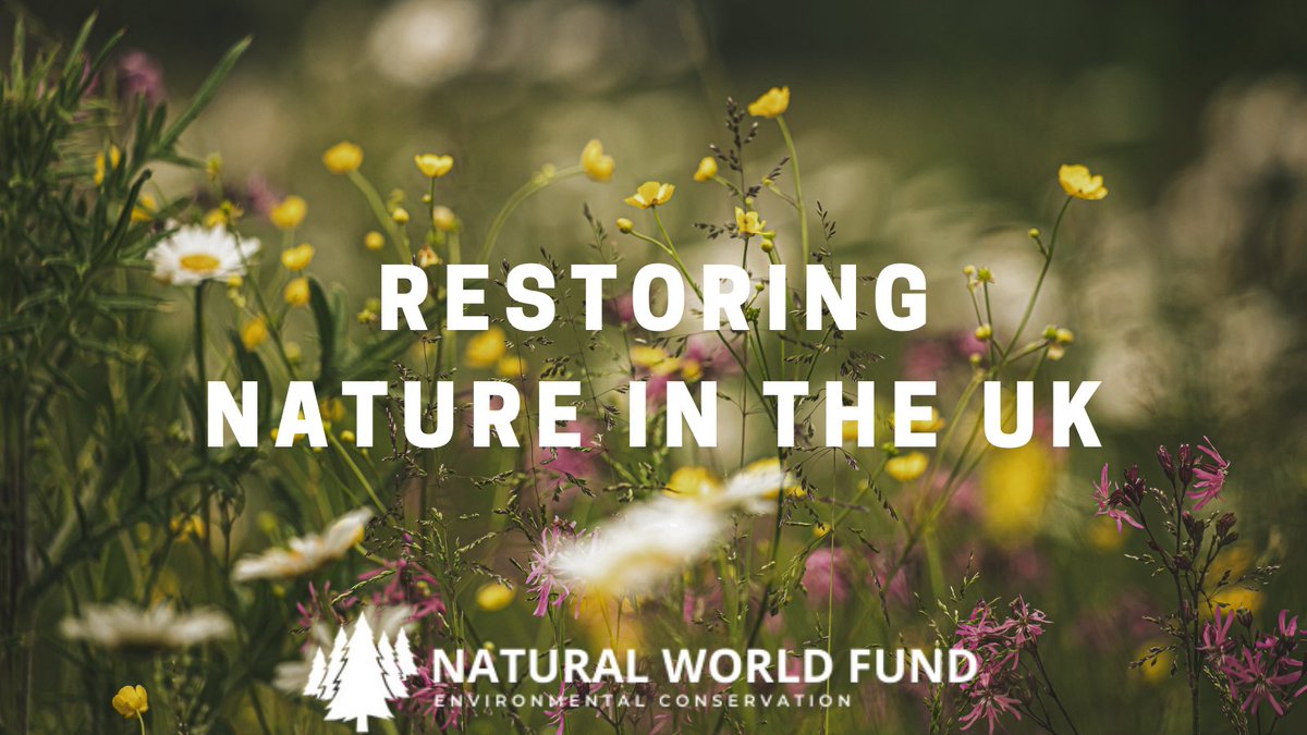Want to help rewild the UK?

Donate now at: naturalworldfund.com
