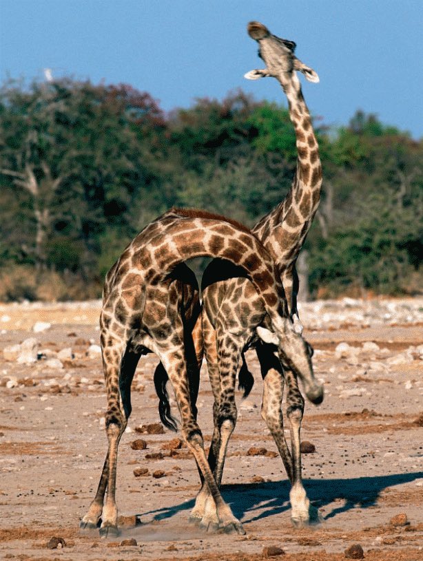 اعتقد العالم الطبيعي "لامارك" Lamarck أن تفسير طول عنق الزرافات هو بسبب محاولتها التهام اوراق الاغصان العالية عبر الزمن!
لكنه مخطيء! لأن الصفات المكتسبة لا تورث للأبناء.
ثم اعتقد "داروين" Darwin من بعده أن السبب في ذلك هو "الانتخاب الطبيعي" 
لكنه مخطئ ايضاً !
الانتخاب الطبيعي هو