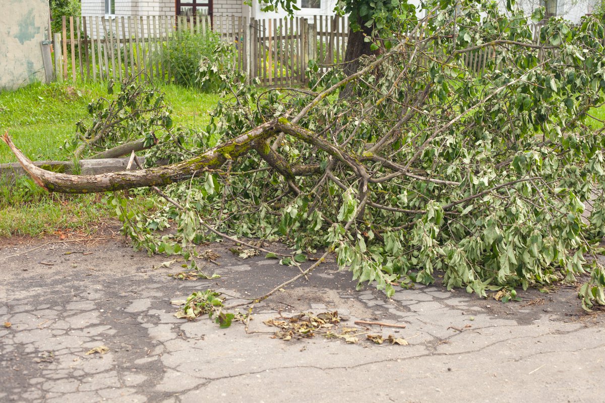 Knox County on Tuesday (Aug. 29) will begin removing green waste from private property in response to the severe storms that recently passed through the community.

The county, along with contractor Phillips and Jordan, will initially focus efforts on the hardest hit locations in