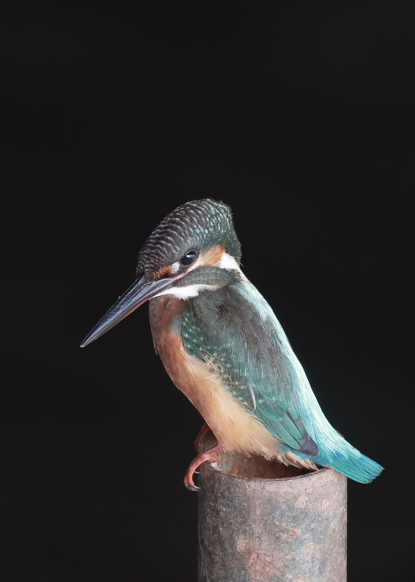 toczomaldiver's tweet photo. ポートレート風
子育て終盤のカワセミママ🩵

#カワセミ
#kingfisher 
#翡翠
#rf800f11 https://t.co/ICmVcUs5fI