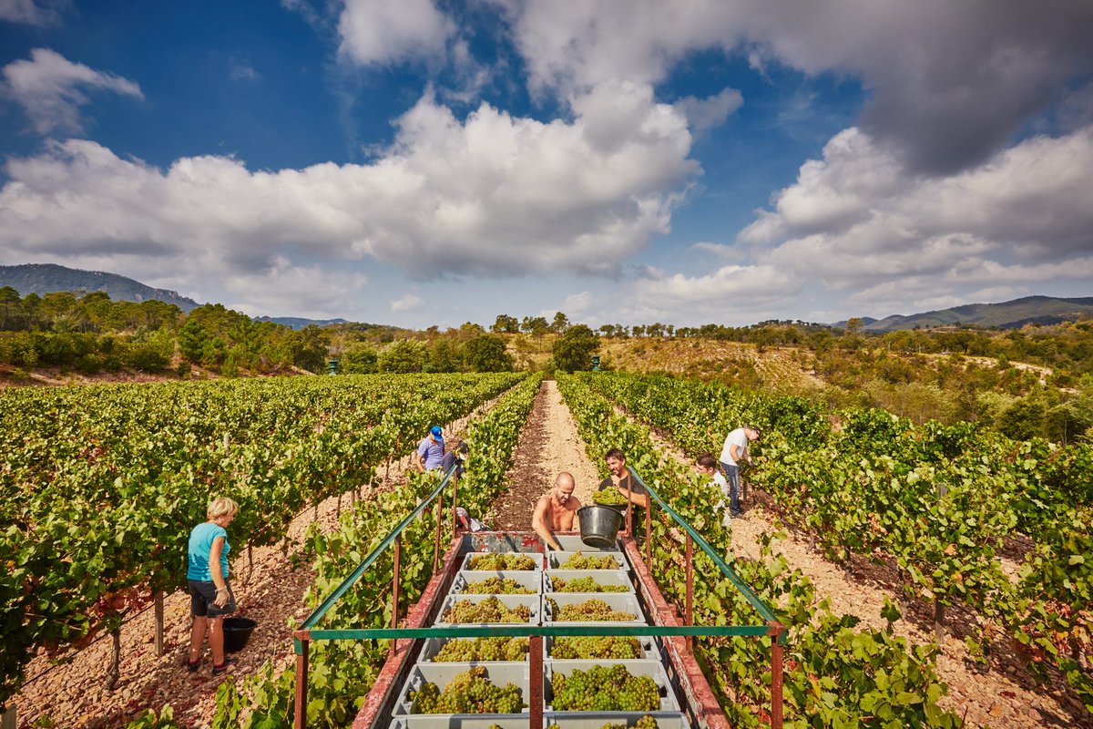 Collection Barbossi tweet media