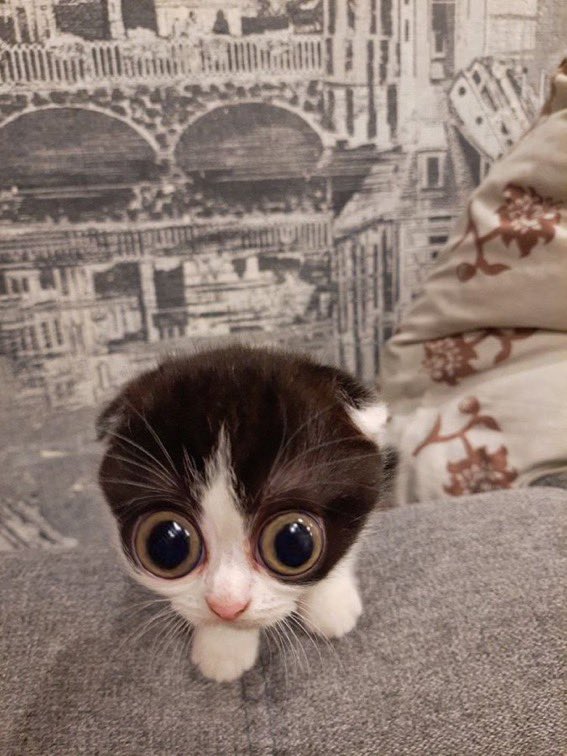 AlexMadafack4's tweet image. DEJEN EL LORE DE SUS OCS!!!!QUIERO LEER MUCHO TEXTO