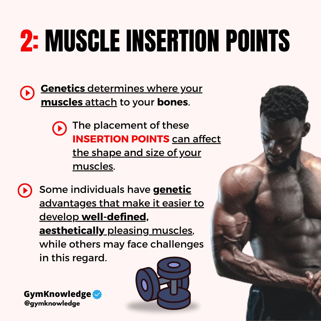 GymKnowledgeOne's tweet image. 🏋️‍♂️ Unlocking the Genetics of Gains 🧬

Ever wondered how much your genetics influence your bodybuilding journey? 💪 Here&apos;s the scoop:
#bodybuildinggenetics  #genetics #workouttips
