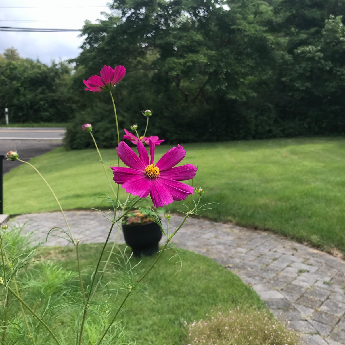 @helen_brammeld #MondayMagenta #FabulousFlowers 
Cosmos this morning!