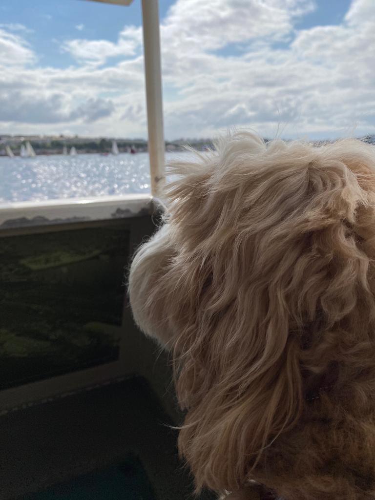 So they takes me on a boat trip this afternoon - what is that about pals?? I didn’t like it at all - it was worse than the bus!!! I looked for a way out but I’m not much of a swimmer either 🤣. Gonna stick to my woods and 🐿️. Hope all my pals having a good day!